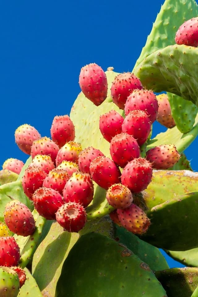 Prickly Pear - Body Lotion
